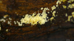 Henningsomyces candidus