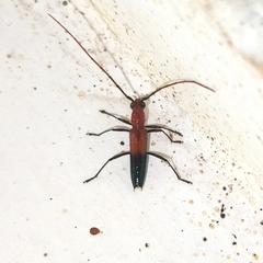 Amethysphaerion nigripes
