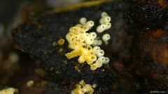 Henningsomyces candidus