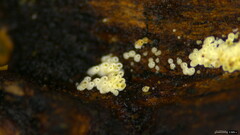 Henningsomyces candidus