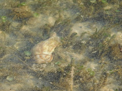 Neogastropoda