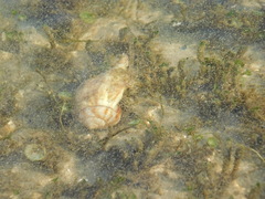 Neogastropoda