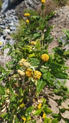 Buddleja globosa