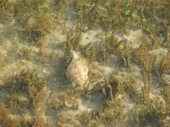 Neogastropoda