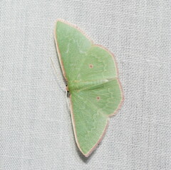 Chlorocoma cadmaria