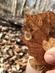 Phyllonorycter basistrigella