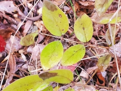 Lonicera canadensis