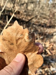 Phyllonorycter basistrigella