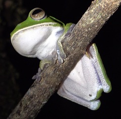 Boophis masoala