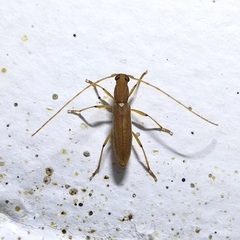 Achryson immaculipenne