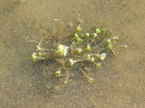 Image of Acetabularia crenulata by (c) David Garza, some rights reserved (CC BY)