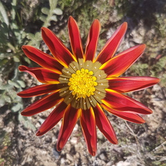 Gazania