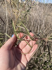 Asclepias fascicularis