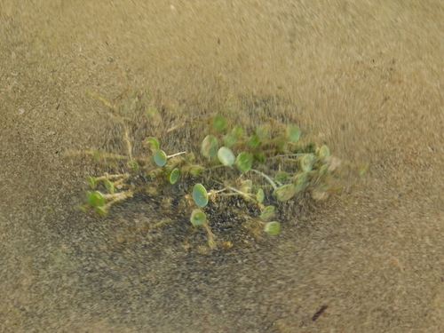 Image of Acetabularia crenulata by (c) David Garza, some rights reserved (CC BY)