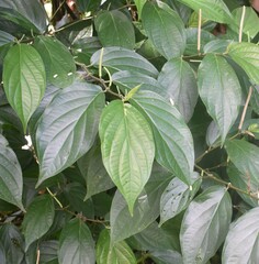 Piper aduncum