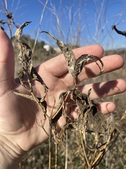 Asclepias fascicularis