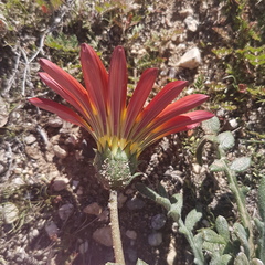 Gazania