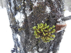 Lewinskya