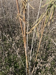 Asclepias fascicularis