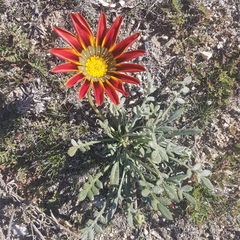 Gazania
