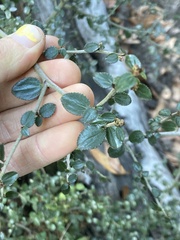 Ceanothus oliganthus