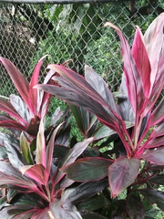 Cordyline fruticosa