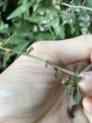 Ceanothus oliganthus