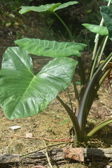 Xanthosoma sagittifolium