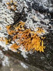 Calocera