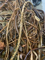 Laminariaceae