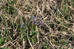 Polygala amarella