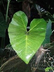 Xanthosoma sagittifolium