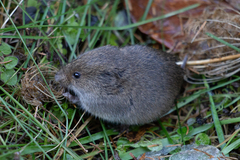 Microtus