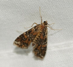 Elophila responsalis