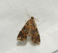 Elophila responsalis