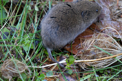 Microtus