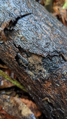 Trichaleurina tenuispora