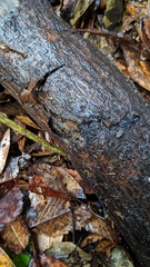 Trichaleurina tenuispora