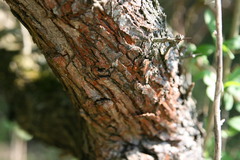 Trentepohlia