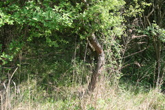 Trentepohlia