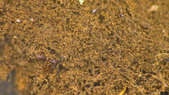 Trichaleurina tenuispora