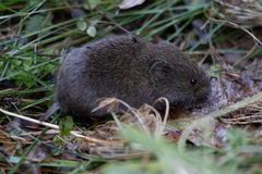 Microtus