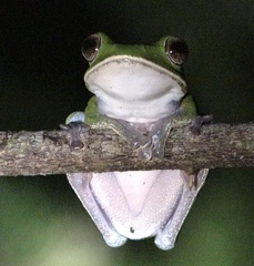 Boophis masoala