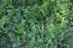 Anthriscus cerefolium