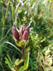Gentiana rubricaulis