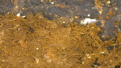 Trichaleurina tenuispora