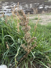 Amaranthus retroflexus