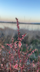 Salsola tragus