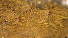 Trichaleurina tenuispora