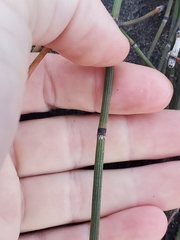 Equisetum variegatum